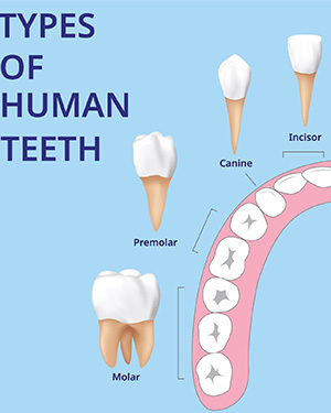 location of teeth types for cost of tooth extraction in Haverhill