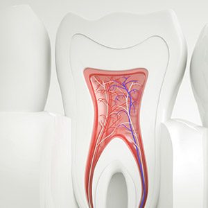 Model of the inside of a healthy tooth