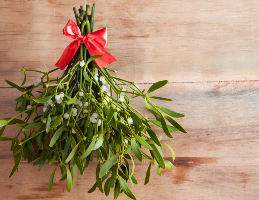 Mistletoe bundle